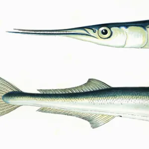 Belone belone, or Garfish