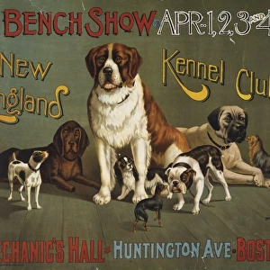 Bench show. New England Kennel Club
