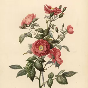 Bengal Florida rose, Rosa chinensis