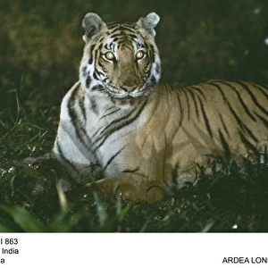 Bengal / Indian Tiger - at night, with eyes glowing