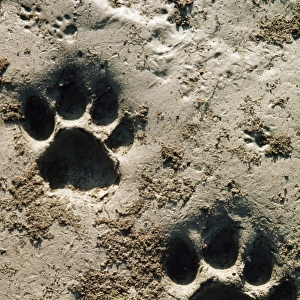 Bengal / Indian Tiger - Pug marks