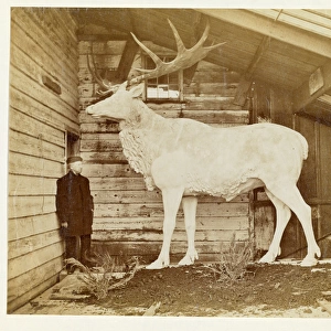 Benjamin Waterhouse Hawkins & giant Elk model