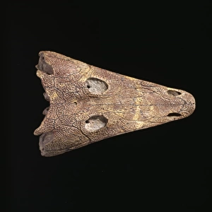 Benthosuchus sushkini