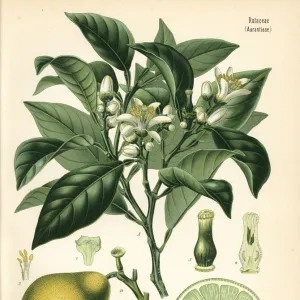 Bergamot orange, Citrus bergamia