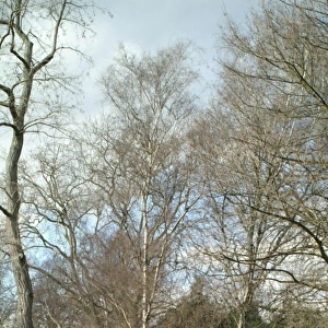 Betula pendula, silver birch