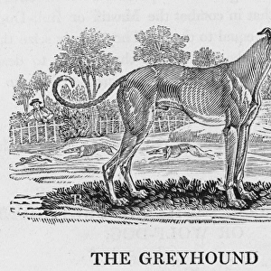 Bewick Greyhound