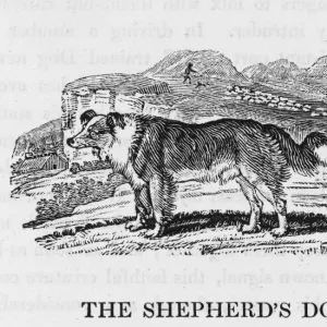 Bewick Shepherds Dog