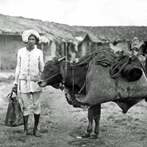 Bheestie, or water carrier, with bullock, India