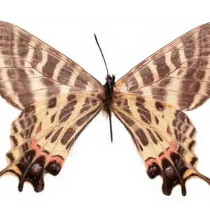 Bhutanitis (Yunnanopapilio) mansfieldi, two-tailed Bhutan gl Bhutanitis (Yunnanopapilio) mansfieldi, two-tailed Bhutan gl
