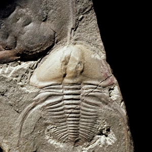 Biceratops, trilobite