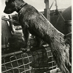 Biddy, WW1 naval dog mascot, 1916