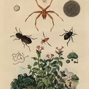 Big-eyed beetle, backswimmer, darkling beetle