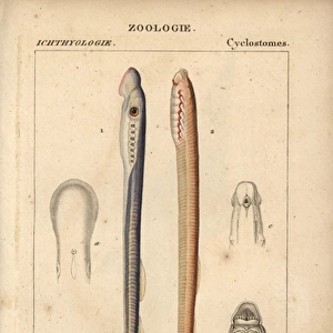 Big-eyed lamprey and red lamprey