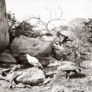 Big game hunting, tiger hunt in India a series Our beautiful Wall Art