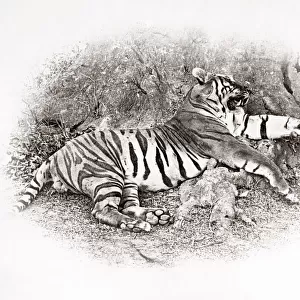 Big game hunting, tiger hunt in India - a series