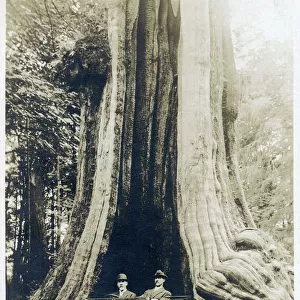 The Big Hollow Tree - Stanley Park, Vancouver, BC, Canada