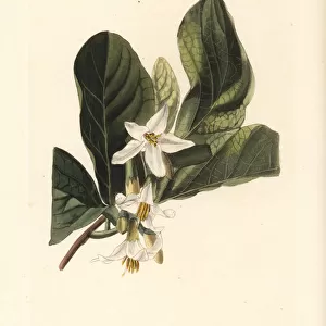 Bigleaf snowbell or storax, Styrax grandifolium