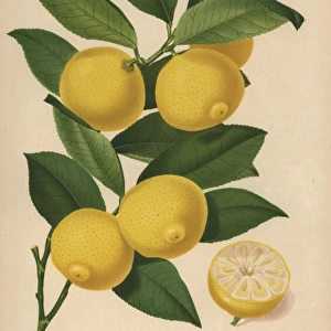 Bijou lemon cultivar, Citrus x limon