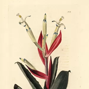 Billbergia amoena