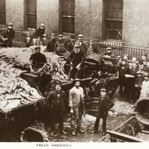 Billingsgate Fish Market - Fresh Haddock