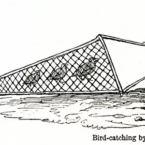 Bird catching by clap-net