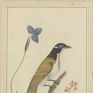 Bird & Flower of Port Jackson