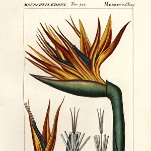 Bird of paradise flower, Strelitzia reginae