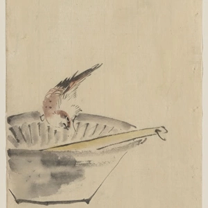A bird perched on the edge of a bowl, with head cocked, look