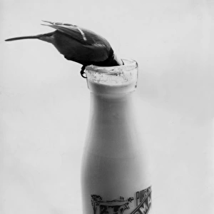 Bird Stealing Milk
