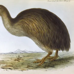 Birds / Kiwi (Gould)