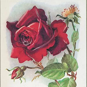 Birthday postcard design with rose