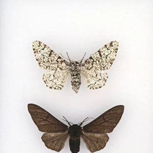 Biston betularia, peppered moth