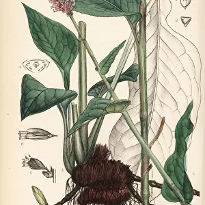 Bistort or snakeweed, Polygonum bistorta