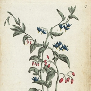 Bittersweet, Solanum dulcamara