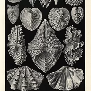 Bivalvia clam shells