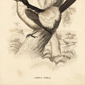 Black-backed puffback, Dryoscopus cubla