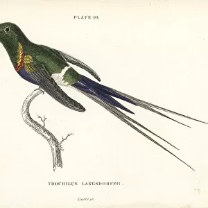 Black-bellied thorntail, Discosura langsdorffi