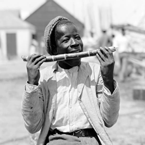 Black boy eating a stick of sugar cane in Nassau in the Baha
