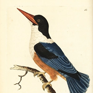 Black-capped kingfisher, Halcyon pileata