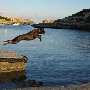Black dog leaps into sea, Menorca