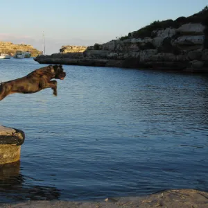 Black dog leaps into sea, Menorca