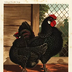 Black frizzled fowl, cock and hen