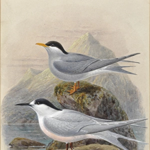 Black-Fronted and White-Fronted Terns