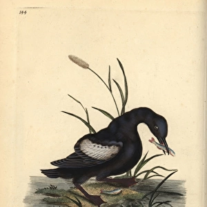 Black guillemot or tystie, Cepphus grylle
