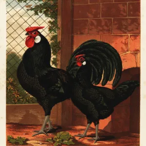 Black Hamburgh cock and hen