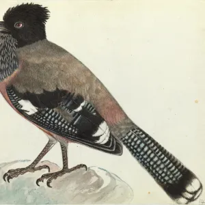 Black-headed Jay, Garrulus lanceolatus