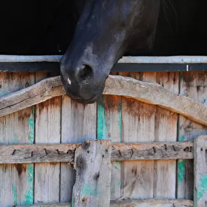 Black horse, Menorca, Spain