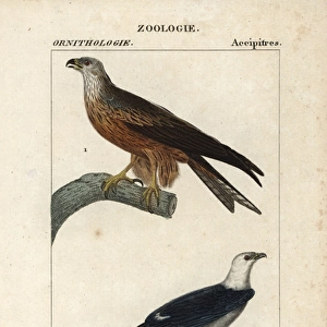 Black kite, Milvus migrans, and swallow-tailed