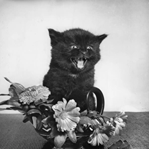 Black kitten with vase of flowers