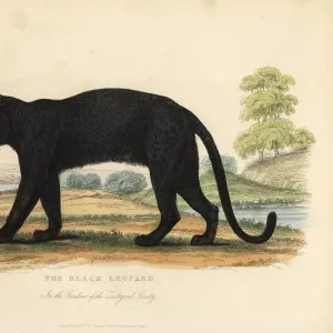 The Black Leopard, Panthera pardus